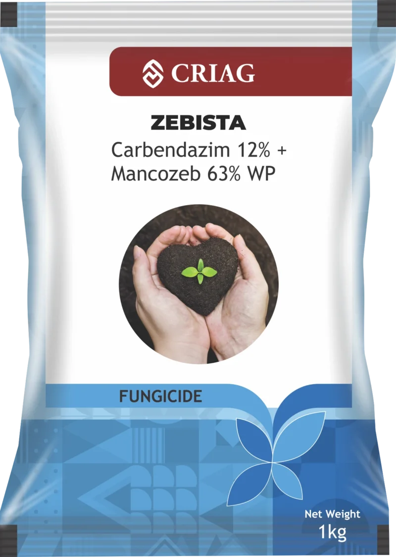 Zebista